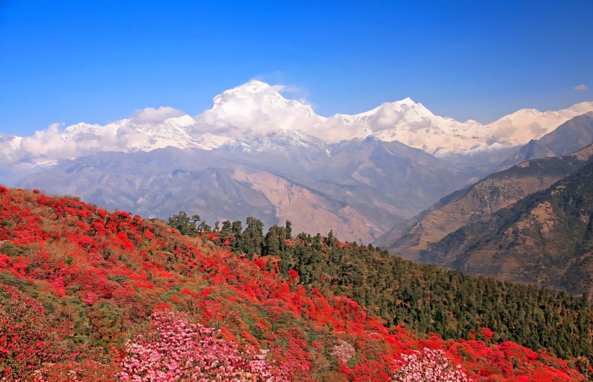 Rhododendron-covered trekking trail in April in Annapurna Nepal - best time to trek Nepal